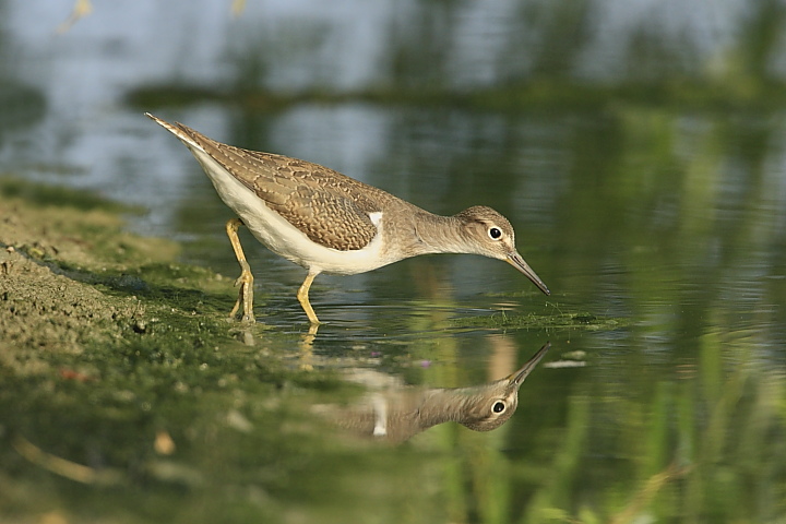 piro piro piccolo - Actitis hypoleucos